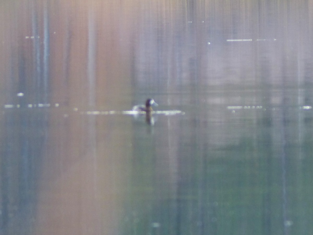 Морская чернеть - ML646721528