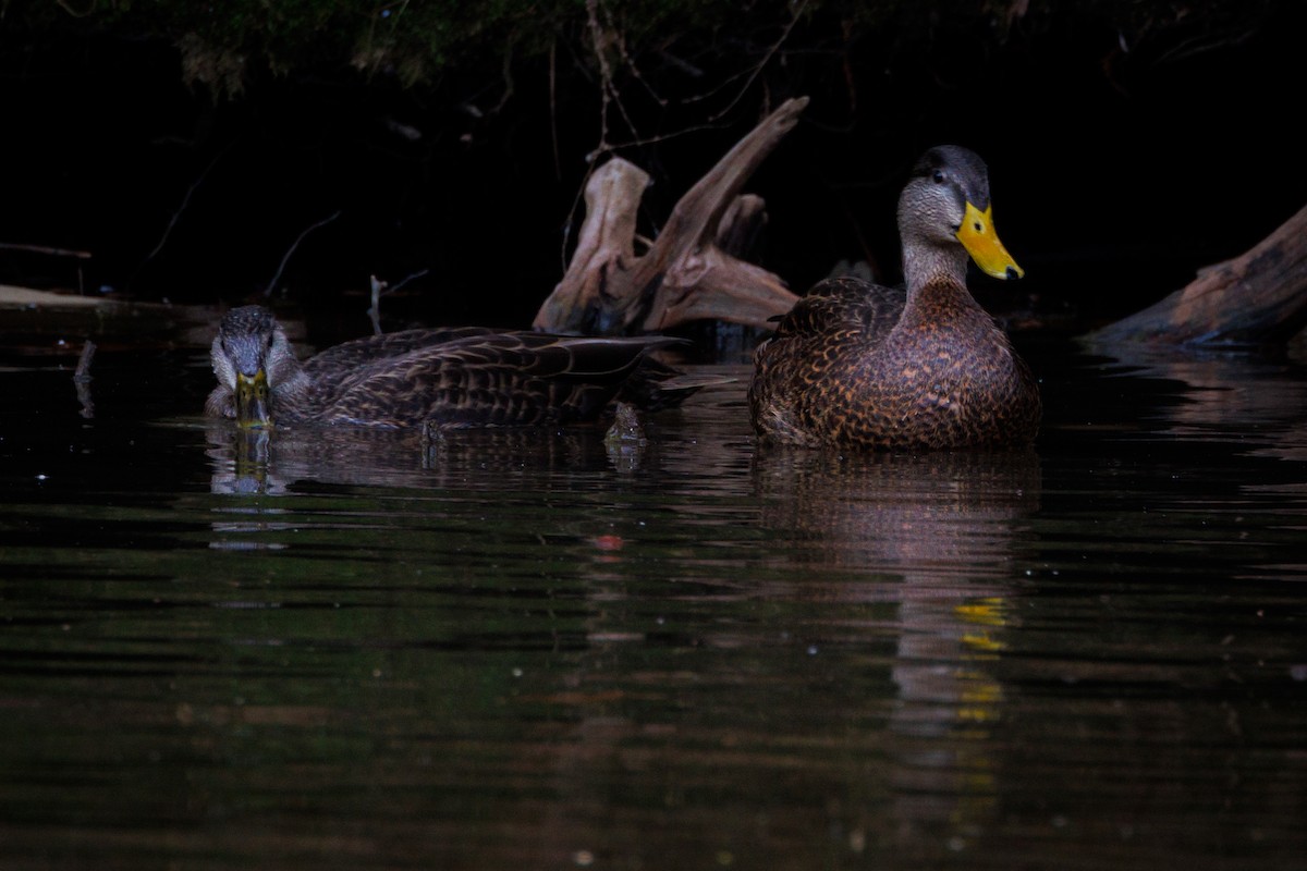 雑種 マガモ ｘ アメリカガモ - ML646721530