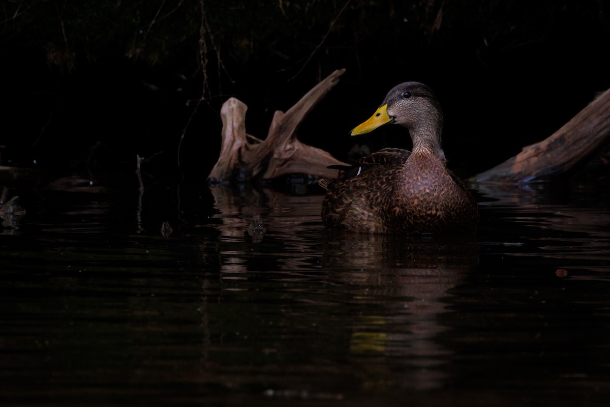 雑種 マガモ ｘ アメリカガモ - ML646721531