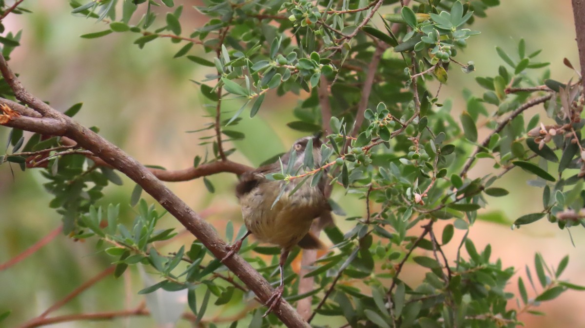 White-browed Scrubwren - ML646721532