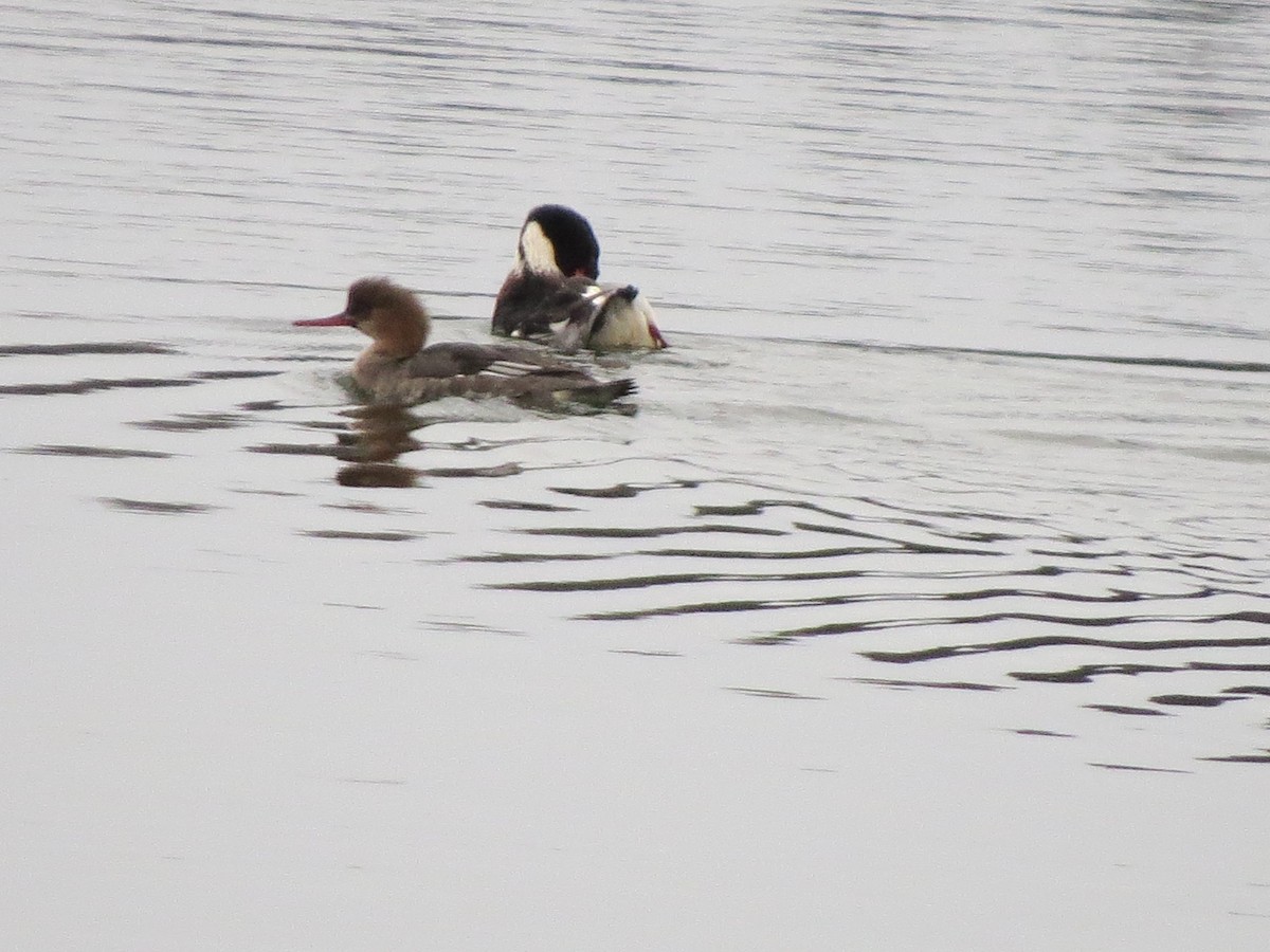 Сэвгэр бохио - ML646721533