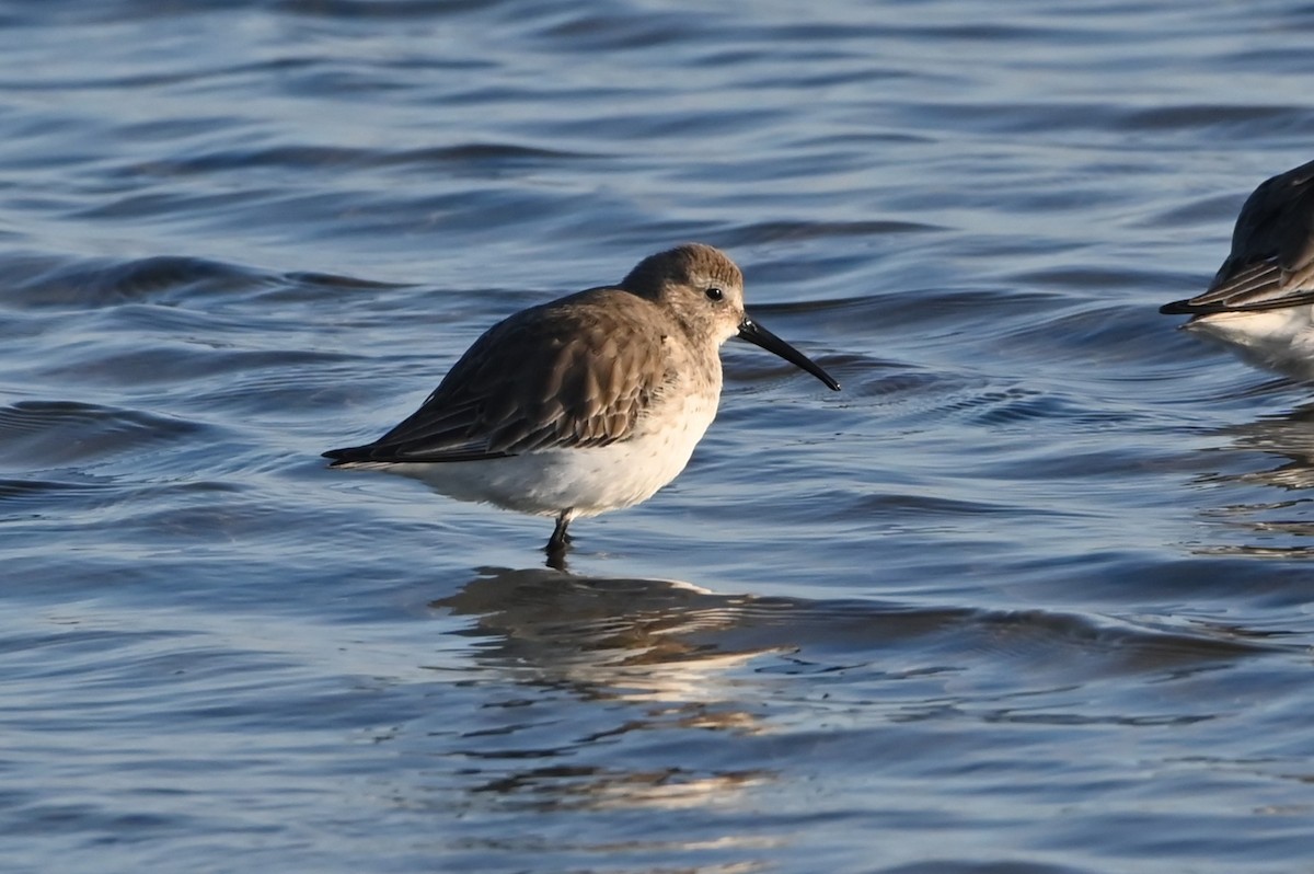 Dunlin - ML646721534