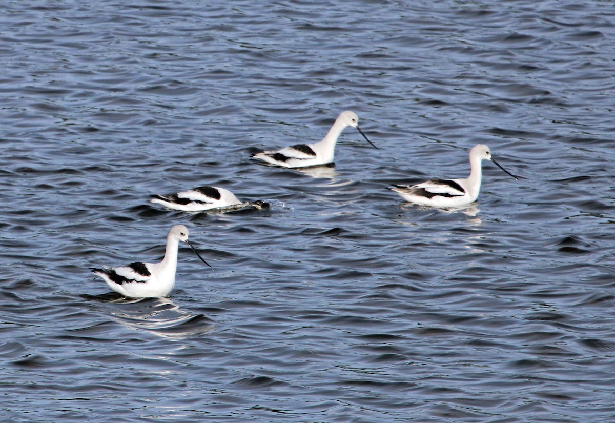 tenkozobec americký - ML646721535