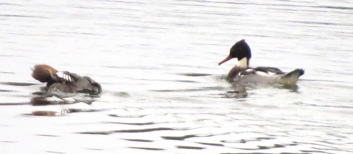 Сэвгэр бохио - ML646721536