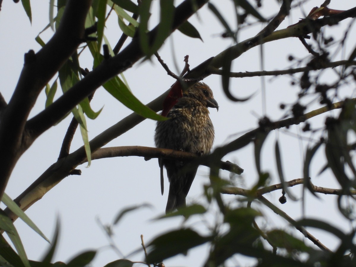 Клёст-еловик - ML646721538