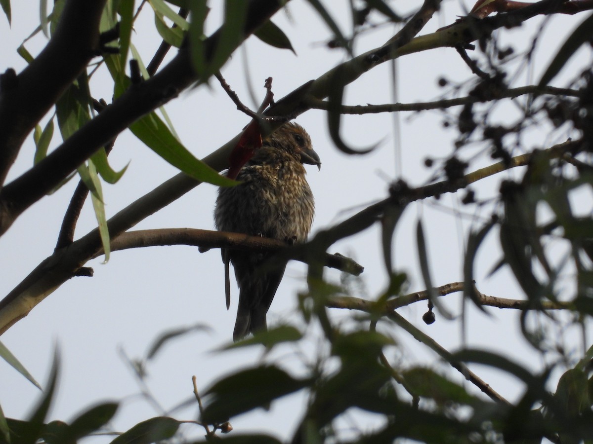 Клёст-еловик - ML646721539