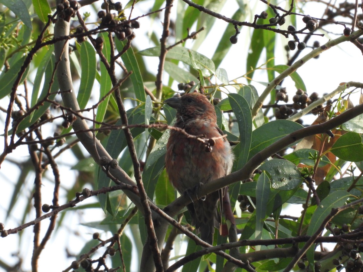 Клёст-еловик - ML646721540