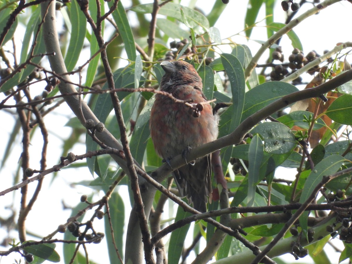 Клёст-еловик - ML646721541