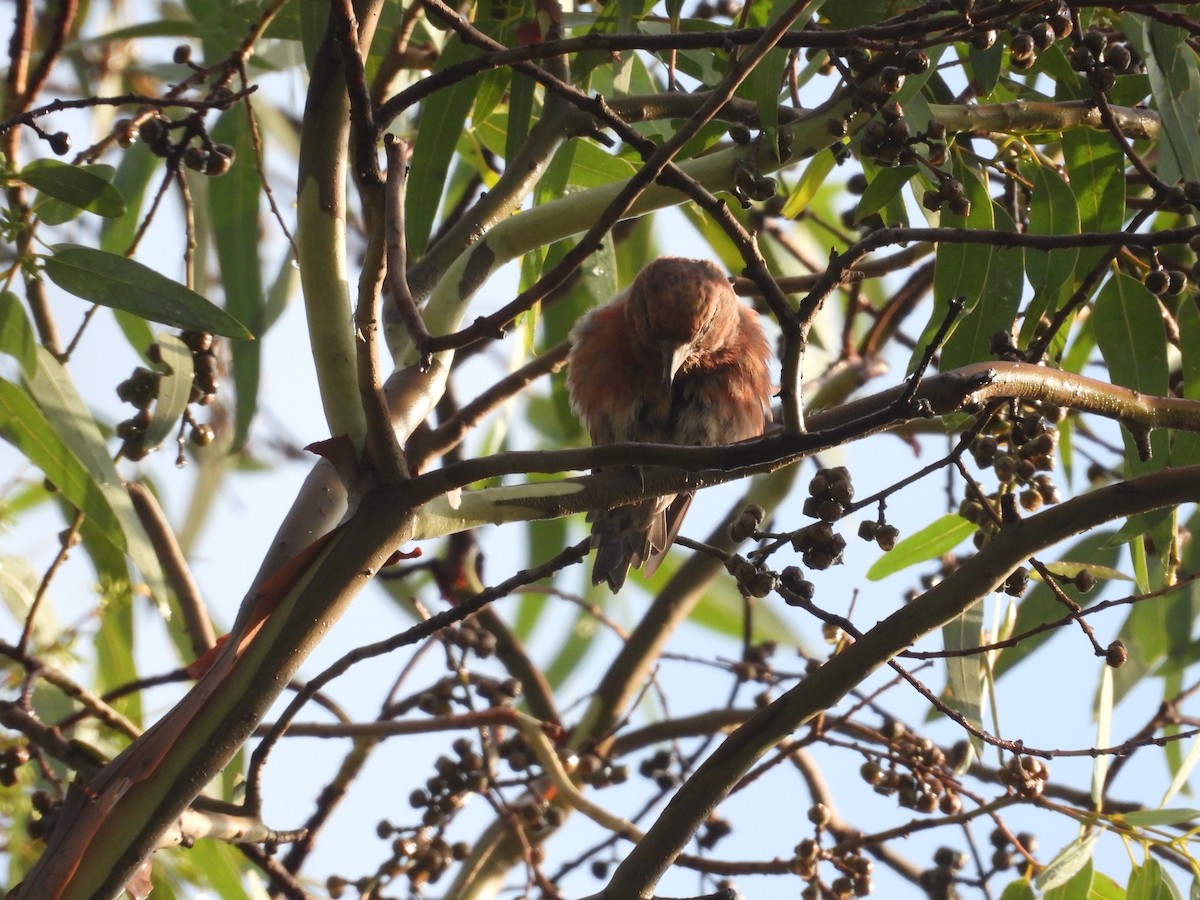 Клёст-еловик - ML646721544