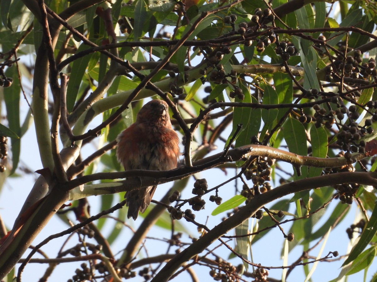 Клёст-еловик - ML646721545