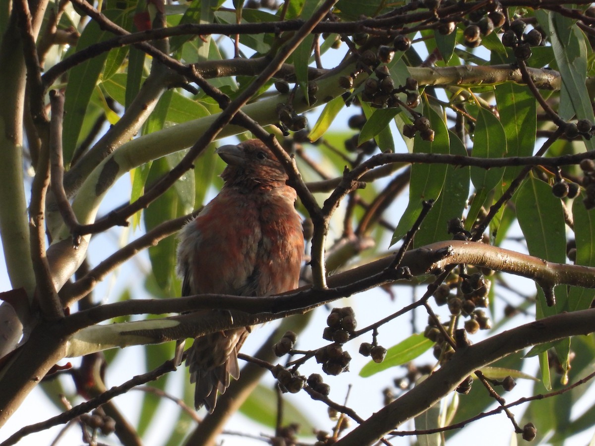 Клёст-еловик - ML646721546