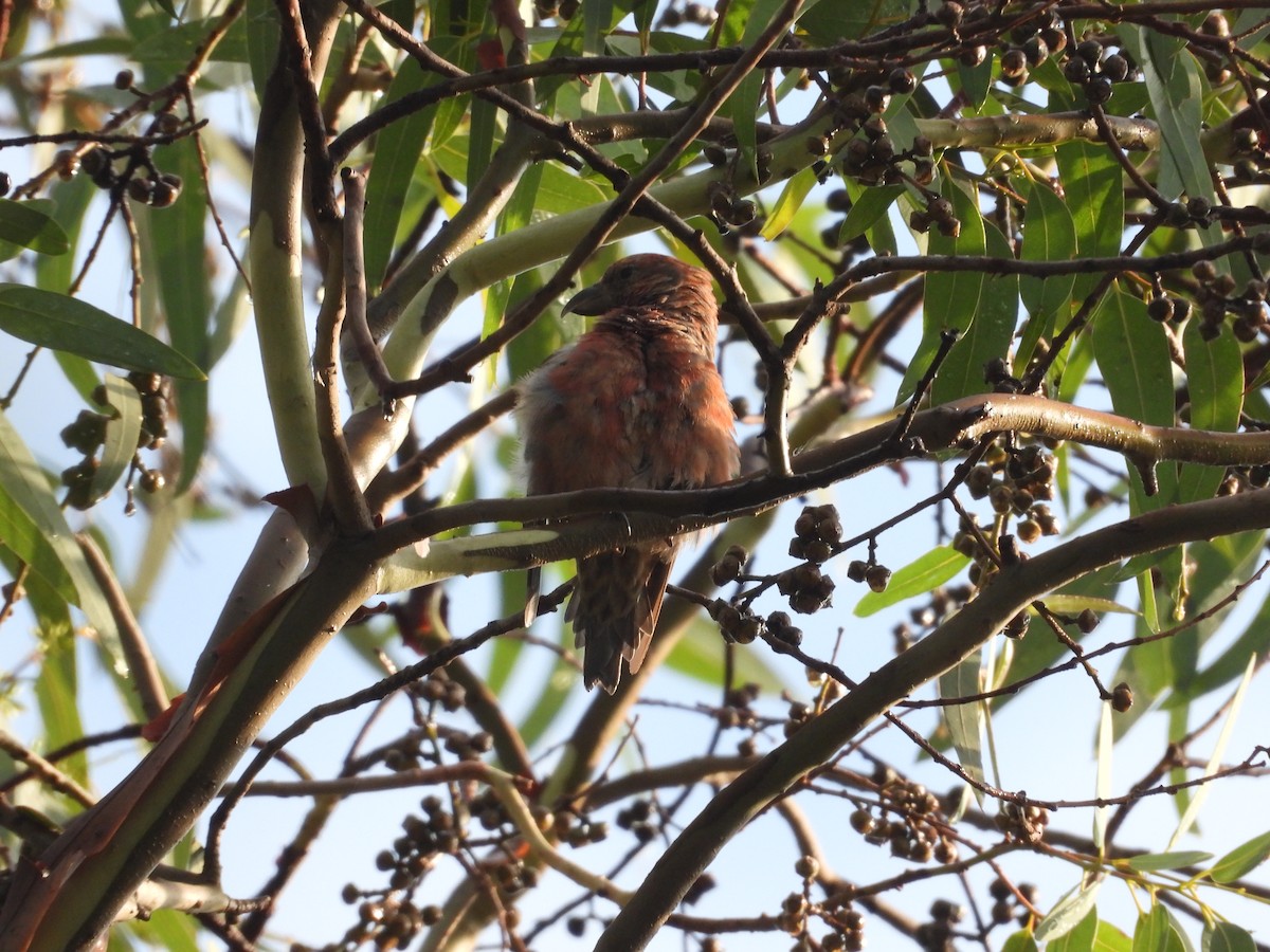 Клёст-еловик - ML646721547