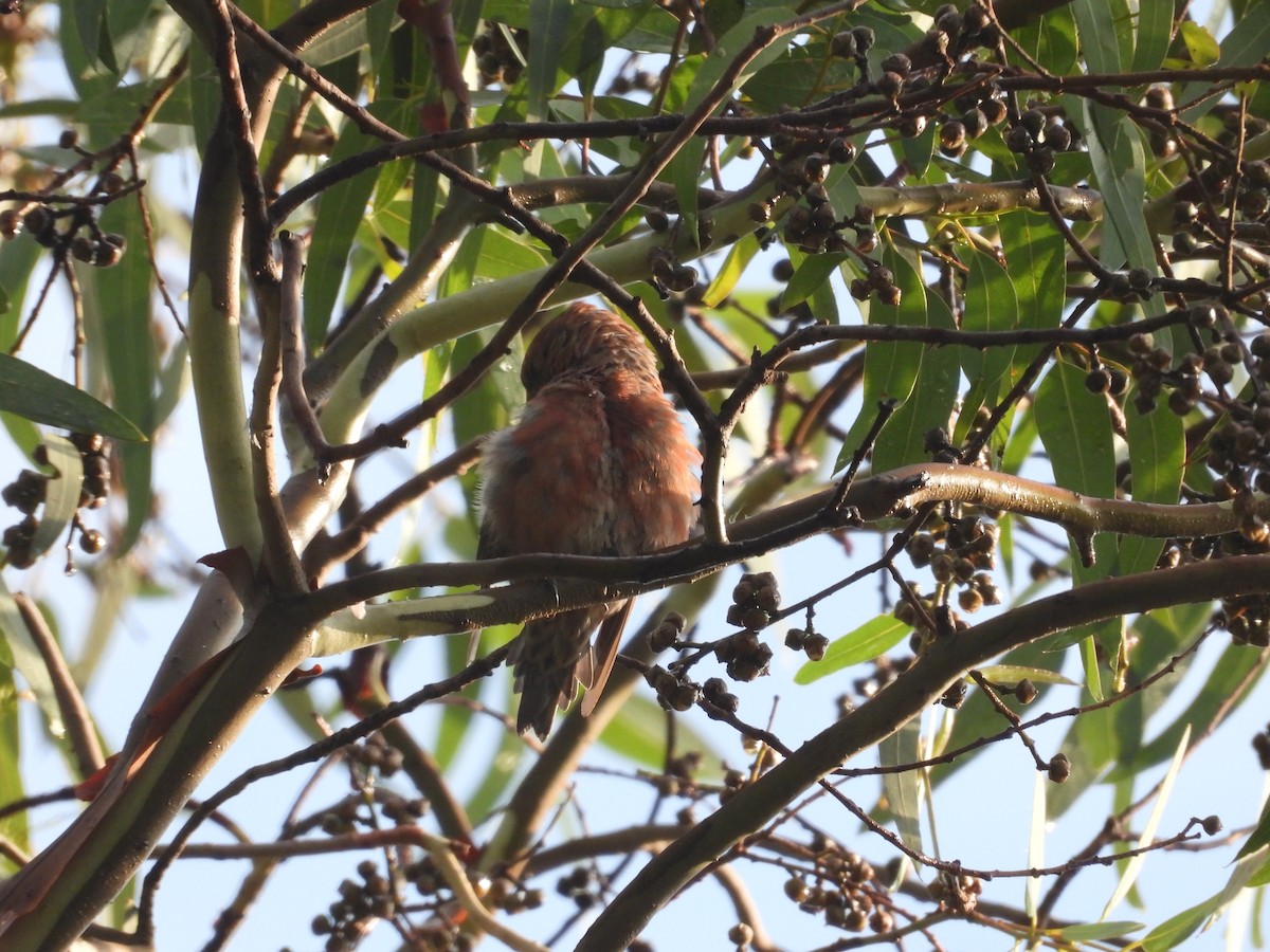 Клёст-еловик - ML646721548