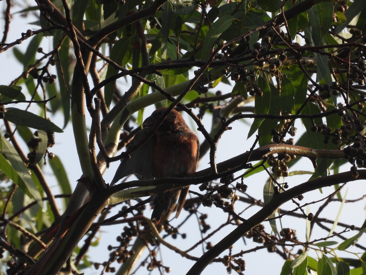 Клёст-еловик - ML646721549