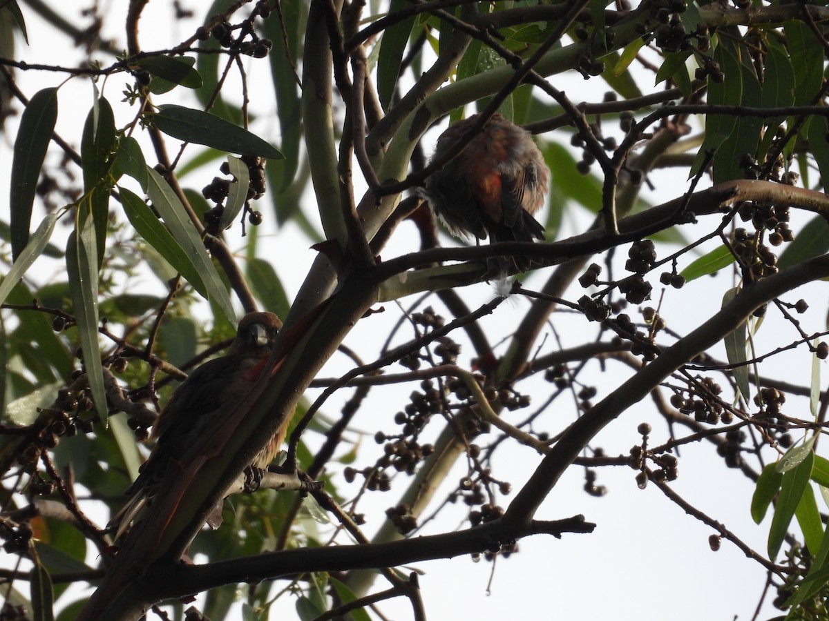 Клёст-еловик - ML646721550