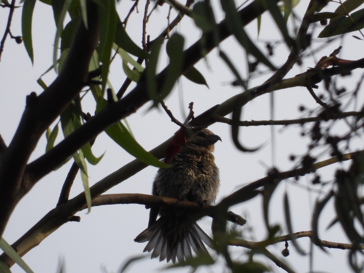 Клёст-еловик - ML646721551