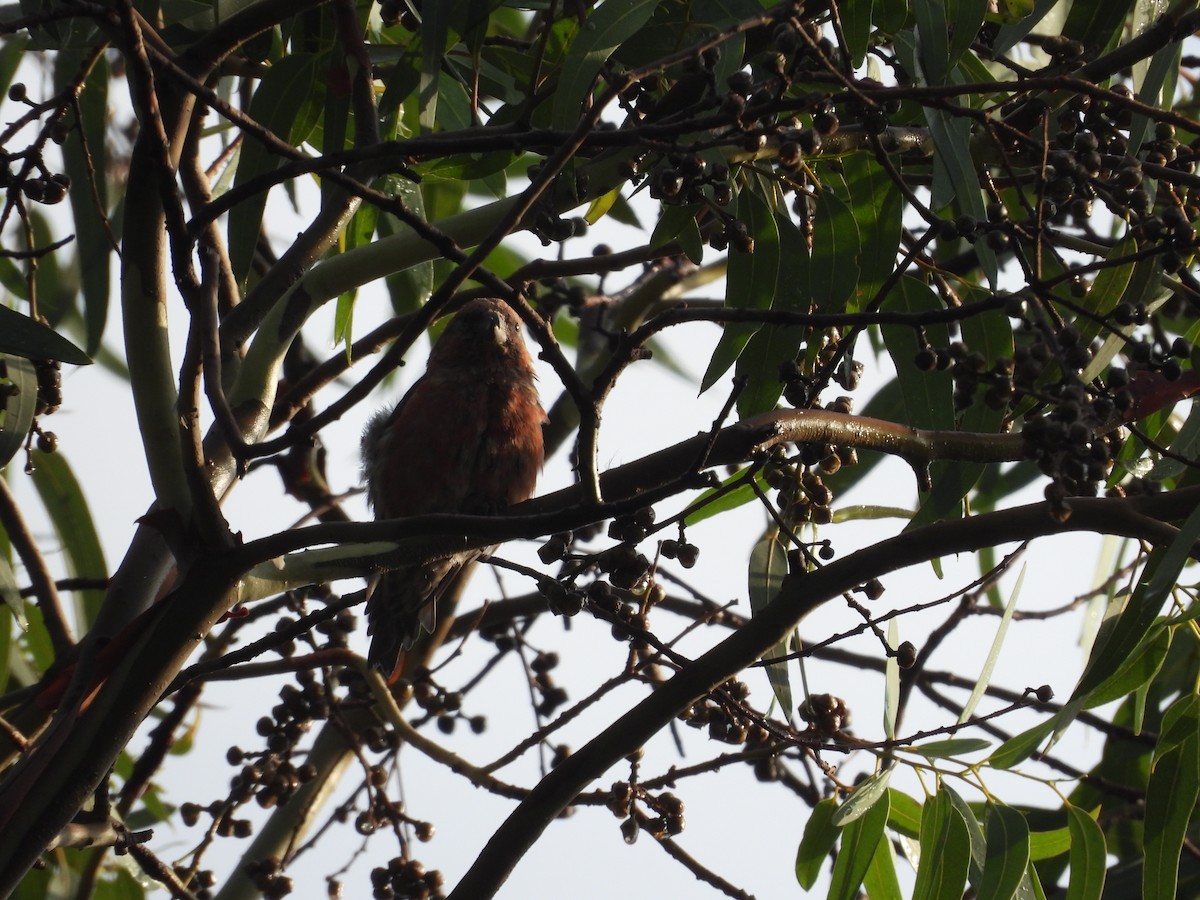 Клёст-еловик - ML646721552