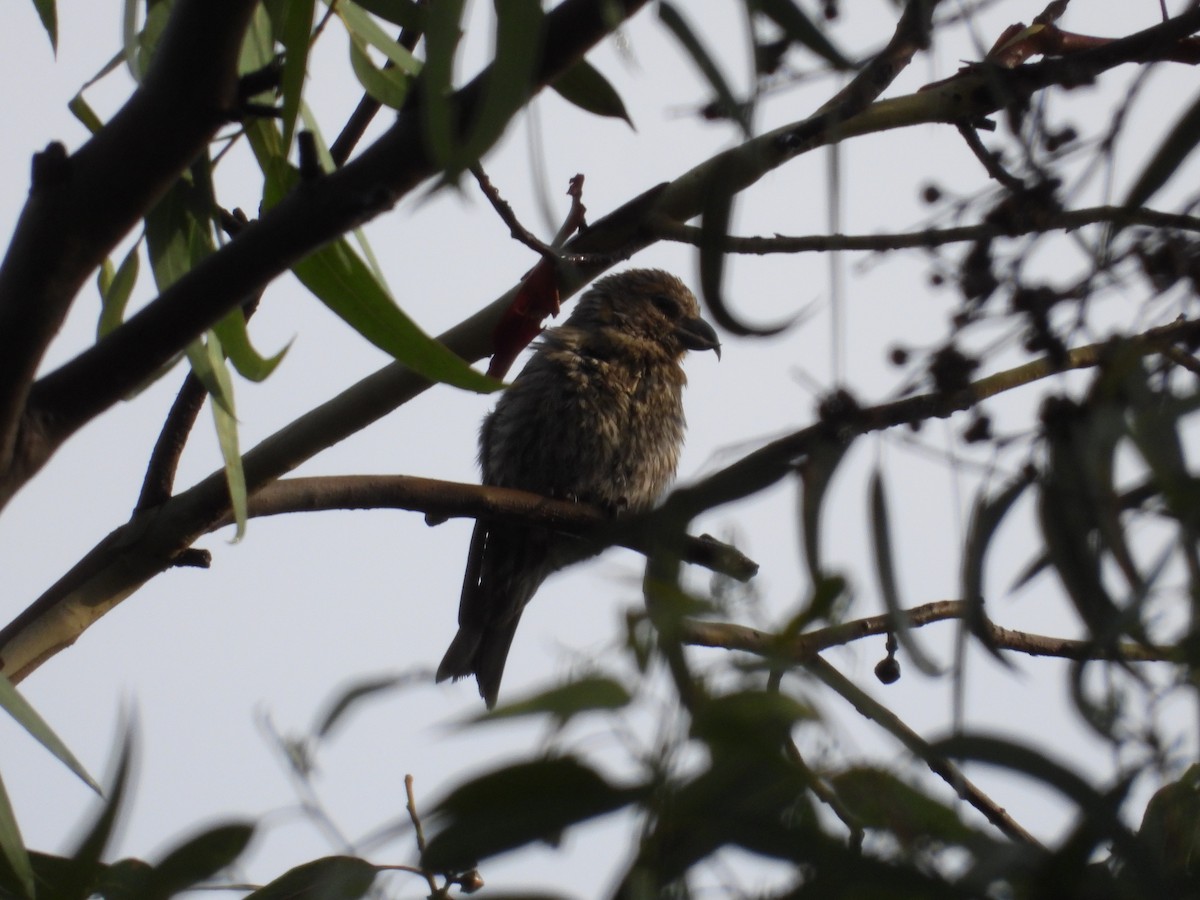 Клёст-еловик - ML646721553