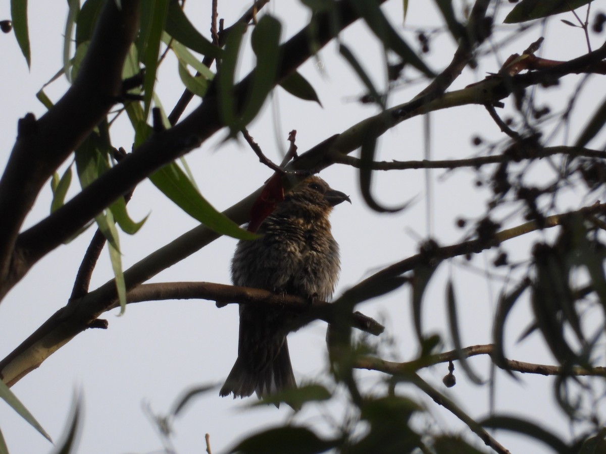 Клёст-еловик - ML646721554