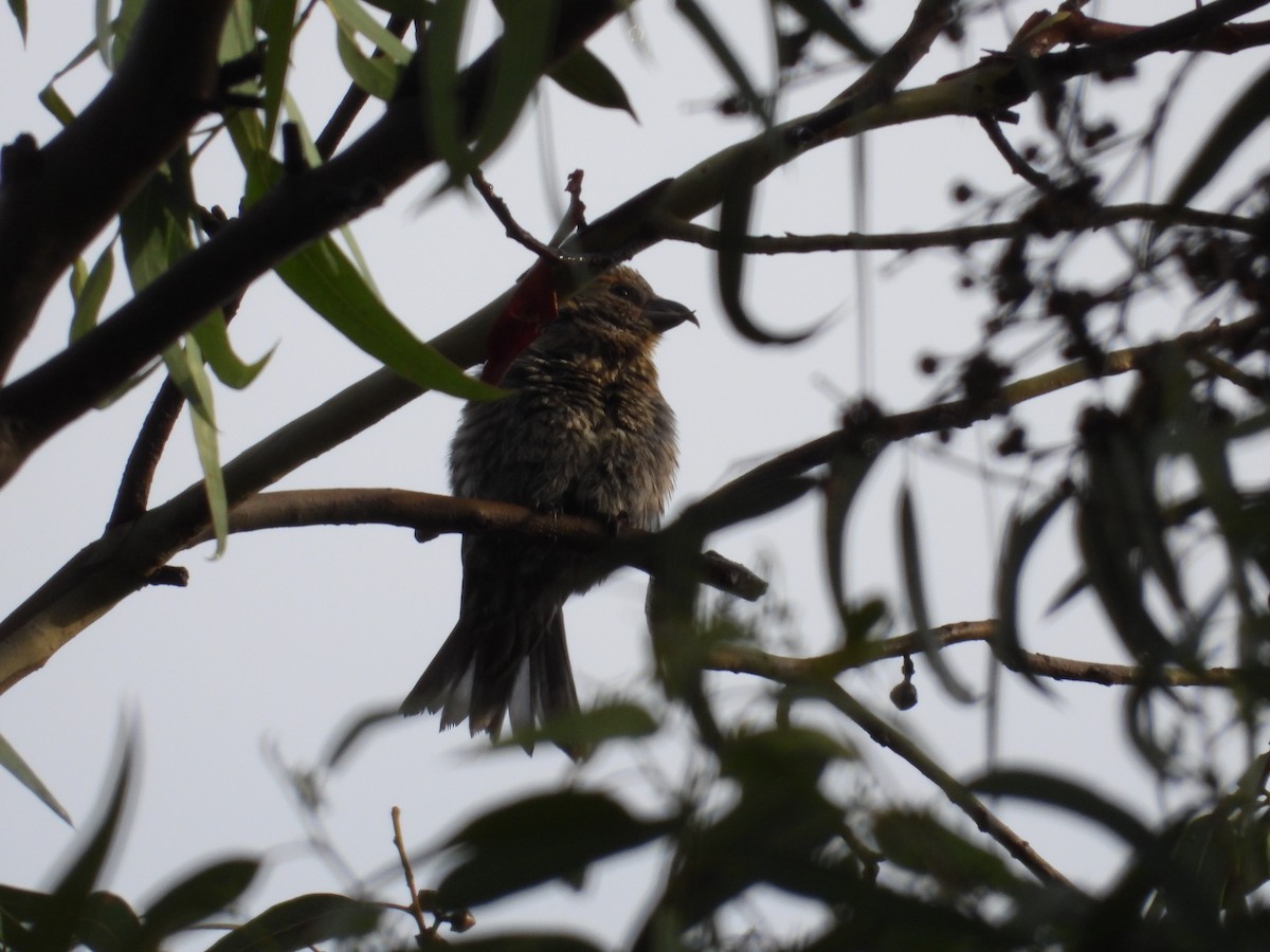 Клёст-еловик - ML646721555