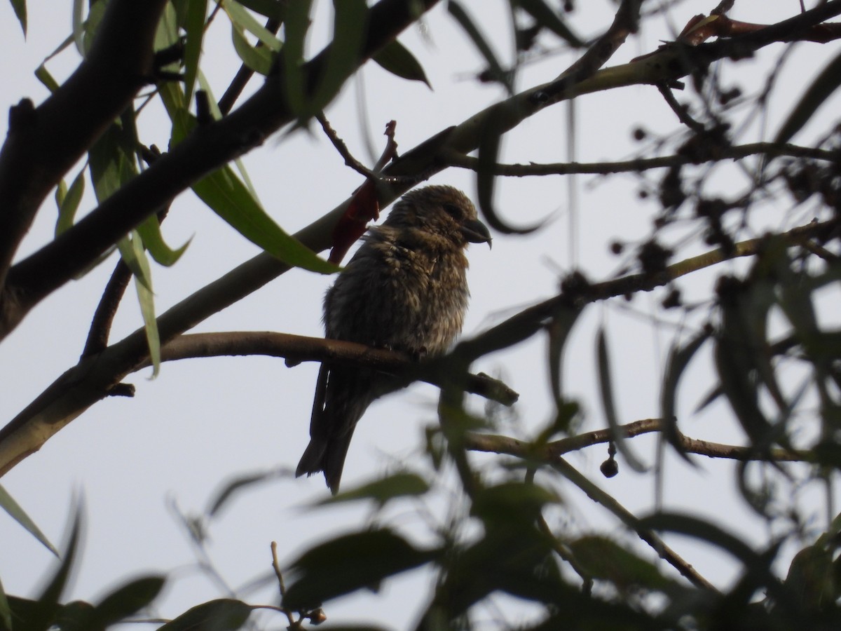 Клёст-еловик - ML646721556