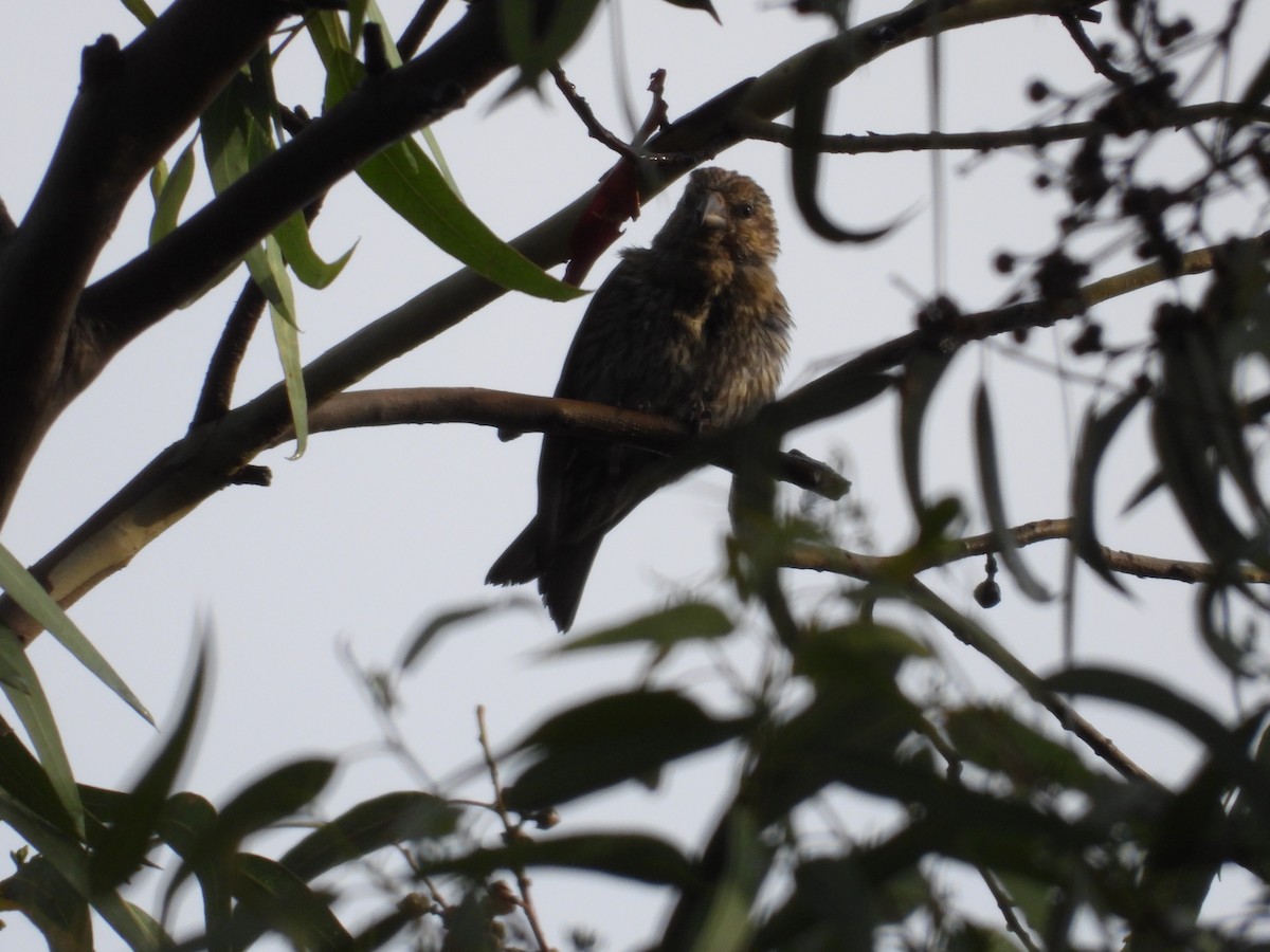 Клёст-еловик - ML646721557