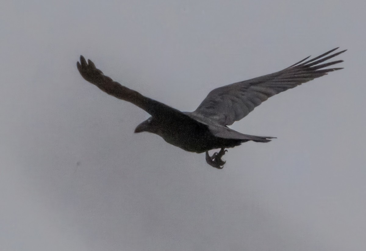 krkavec velký - ML646721558