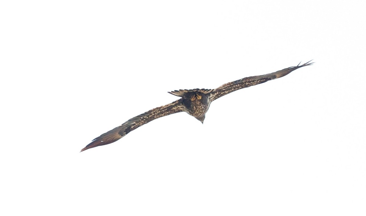 hvithodehavørn - ML646721570