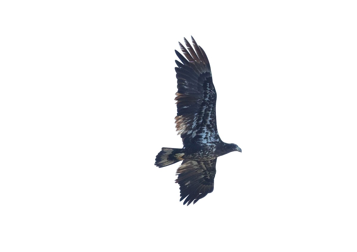 hvithodehavørn - ML646721571