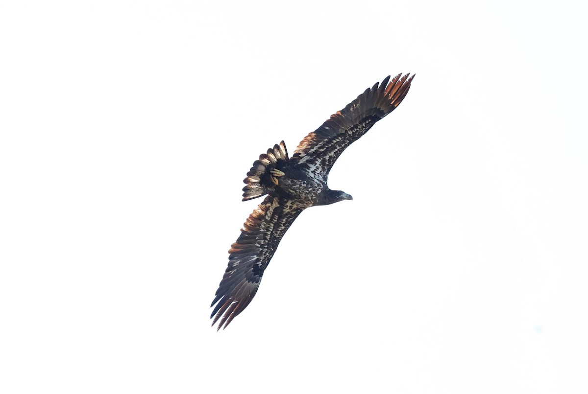 hvithodehavørn - ML646721572