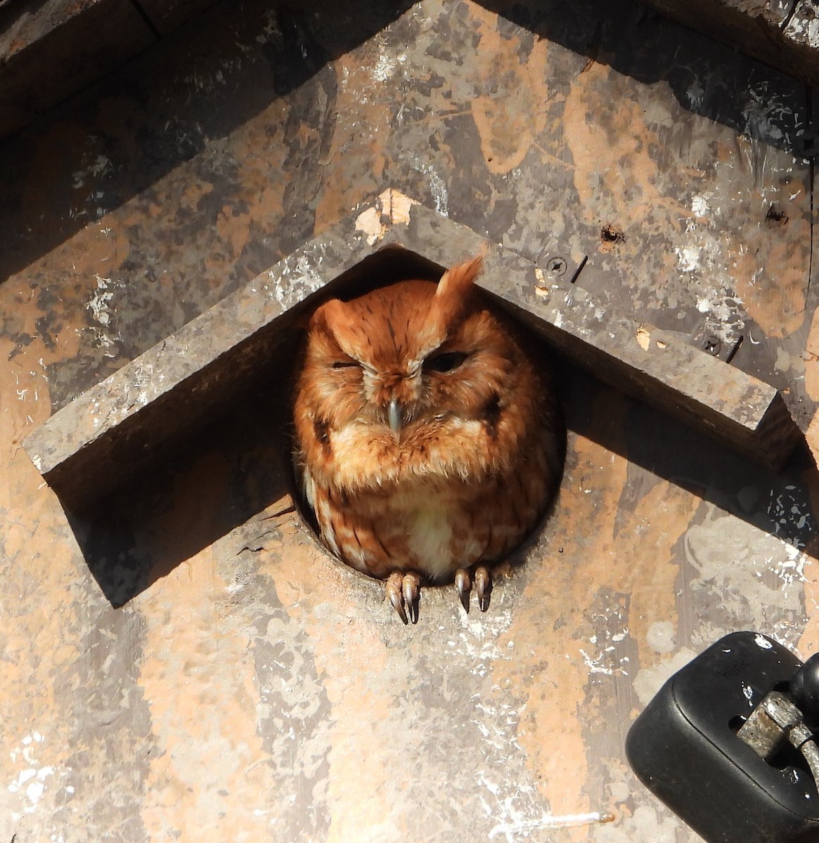 Petit-duc maculé - ML646721573