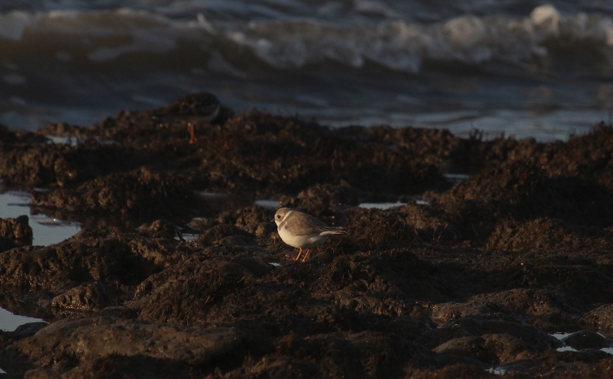 Piping Plover - ML646721577
