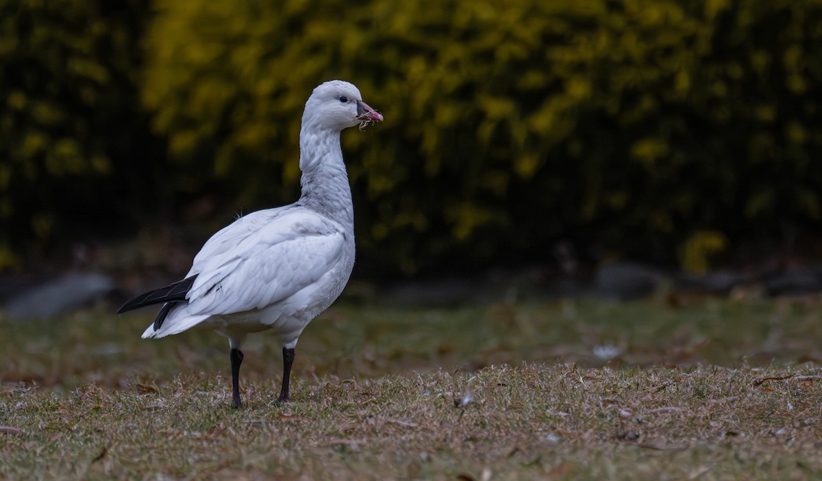 Ross's Goose - ML646721578