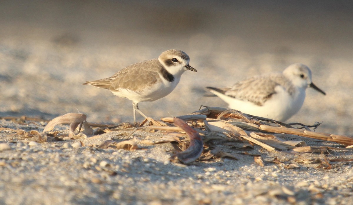 Snowy Plover - ML646721581
