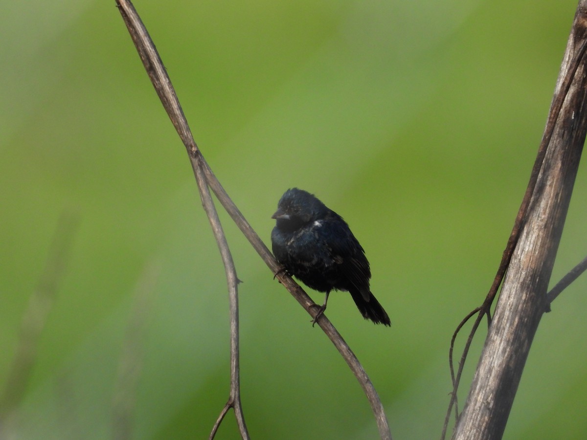 Якарина - ML646721583