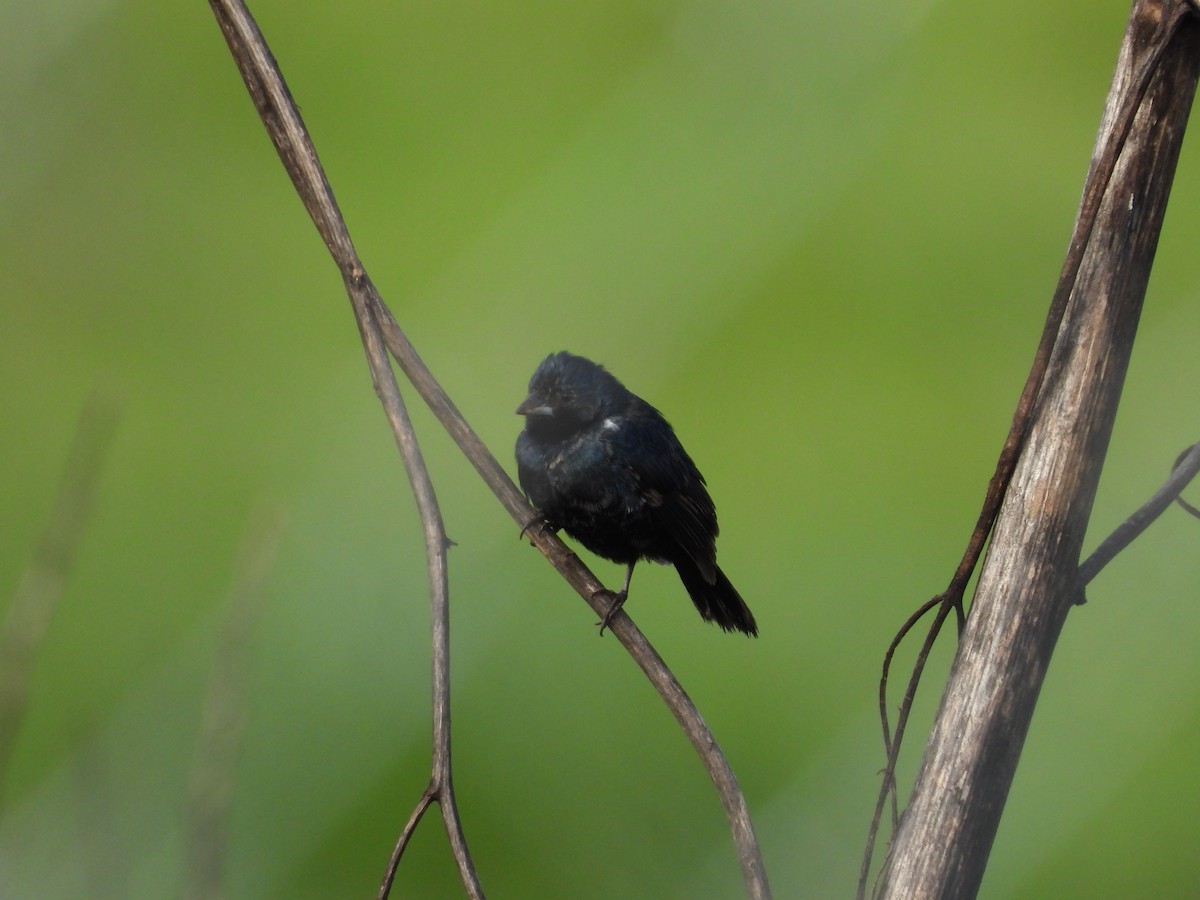 Якарина - ML646721584