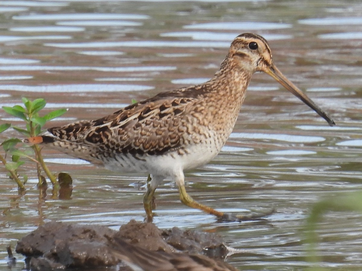 Latham's Snipe - ML646721587