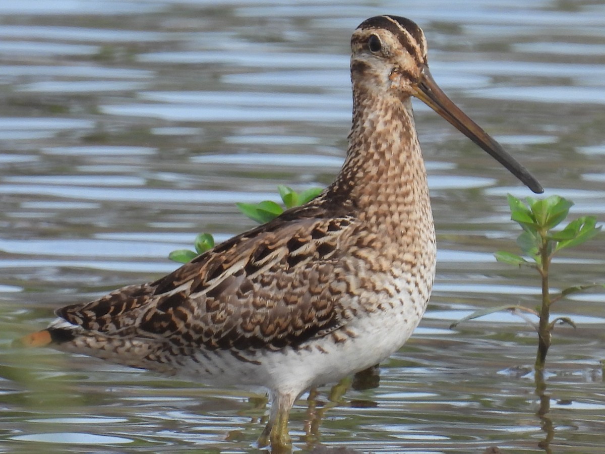 Latham's Snipe - ML646721588