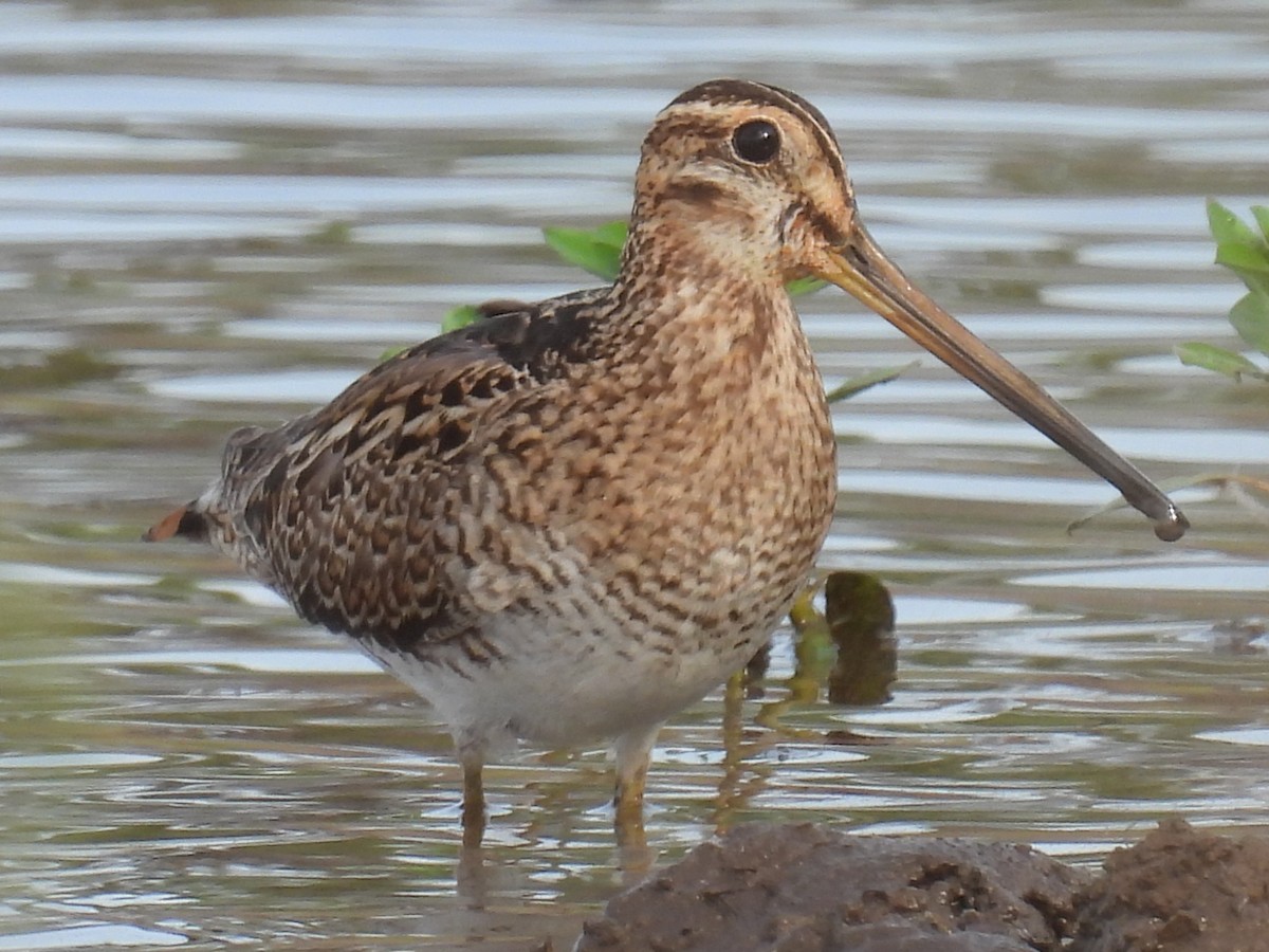 Latham's Snipe - ML646721589