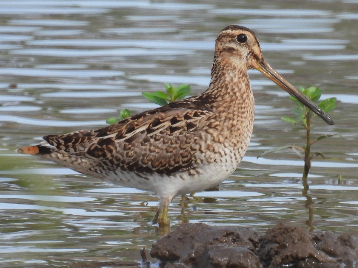 Latham's Snipe - ML646721590