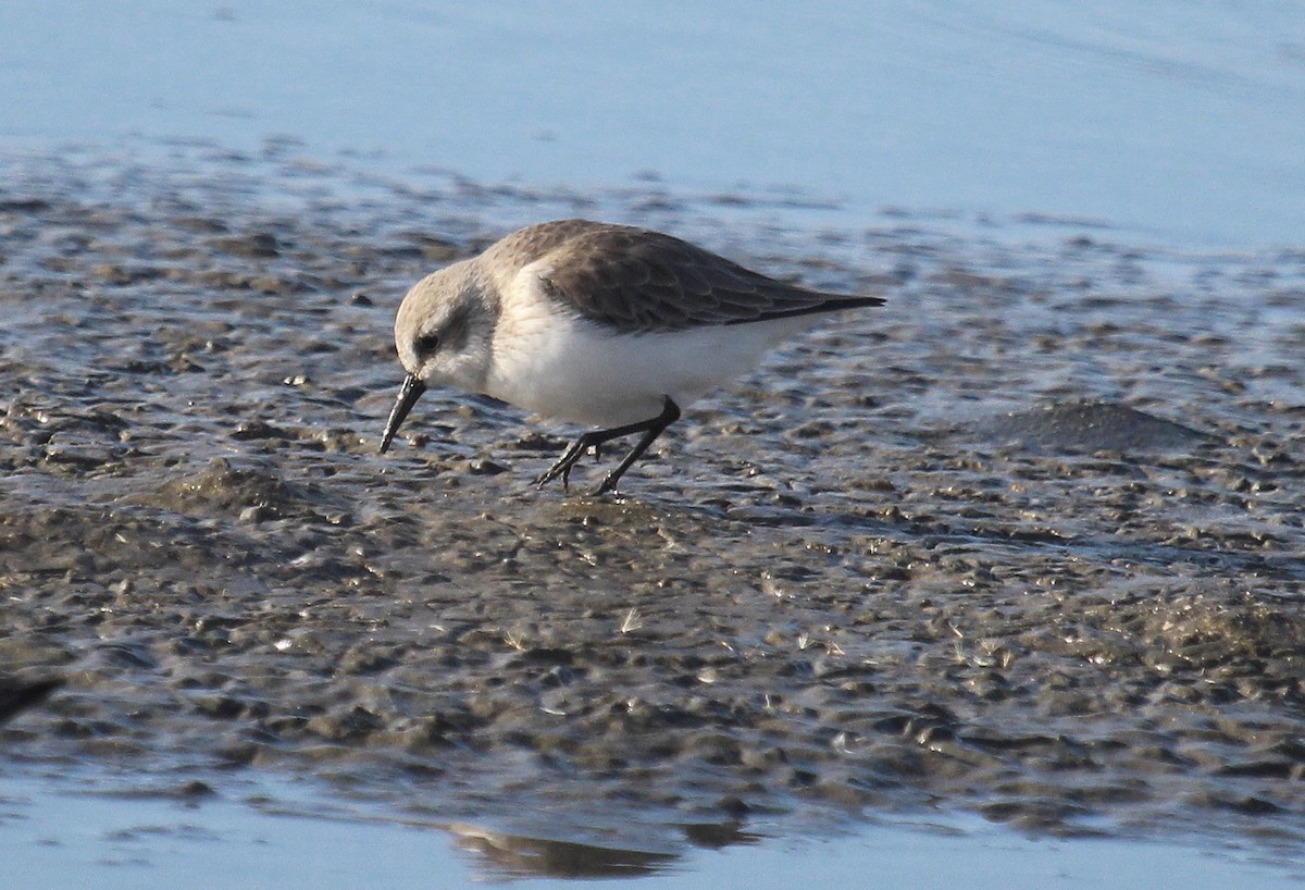 Western Sandpiper - ML646721592