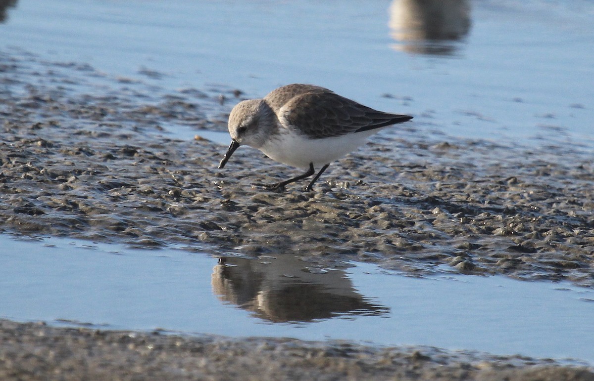 Western Sandpiper - ML646721594