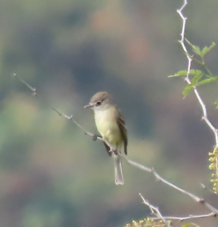 Empidonax sp. - ML646721597