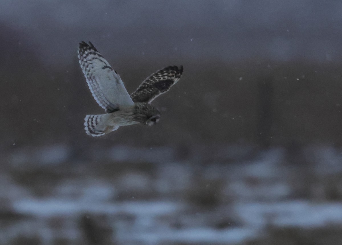 Búho Campestre - ML646721598