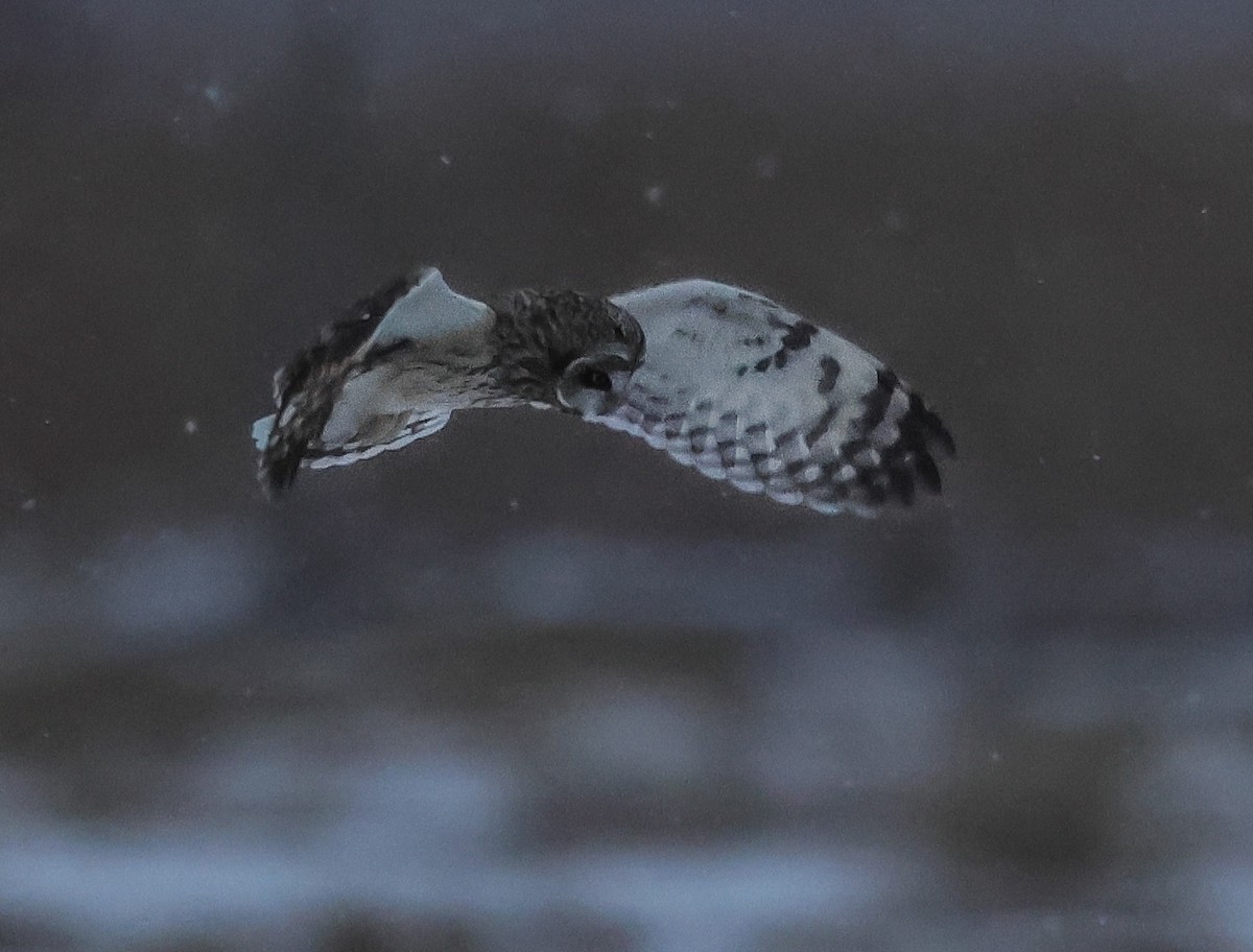 Búho Campestre - ML646721599