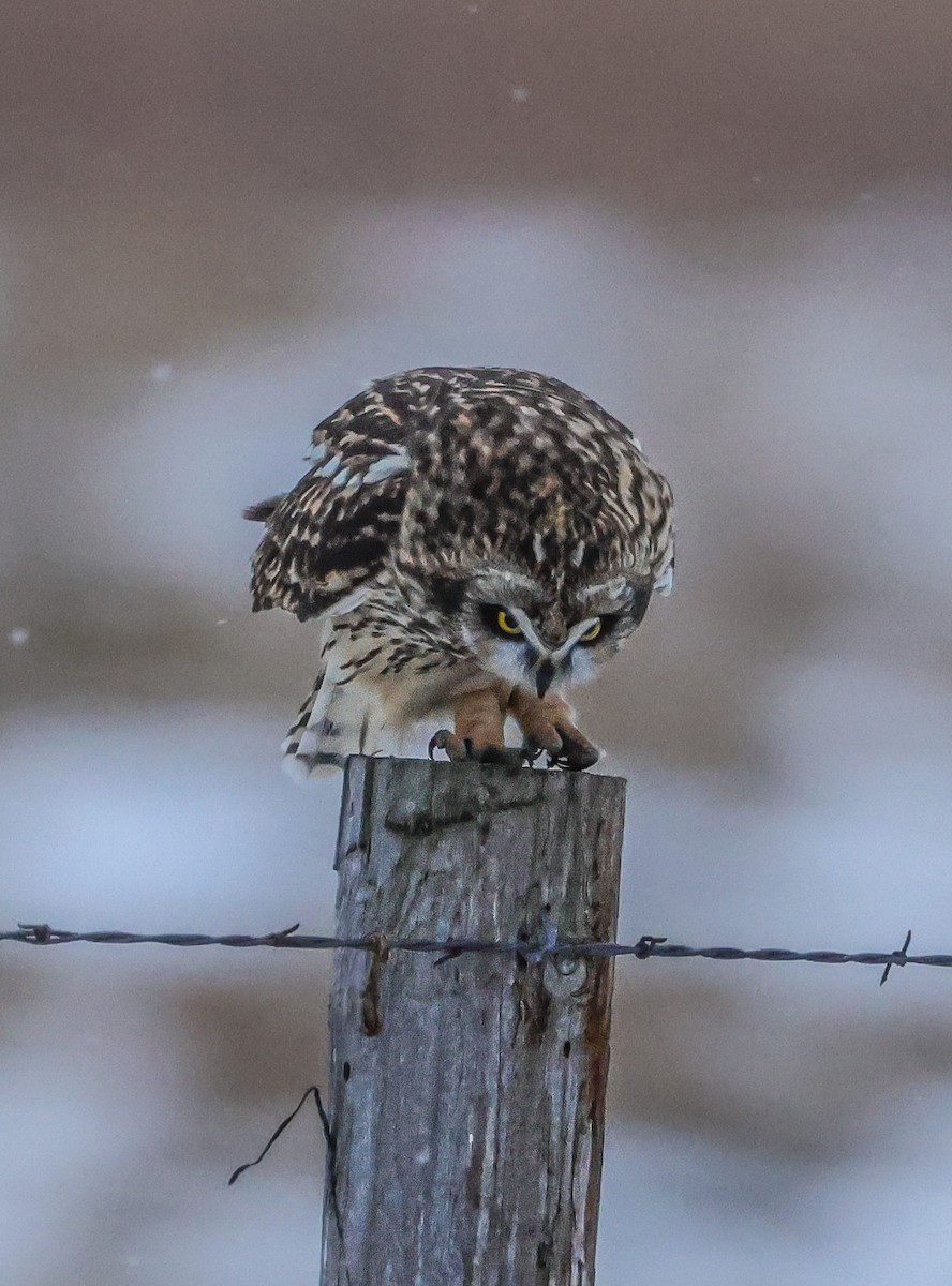 Búho Campestre - ML646721600