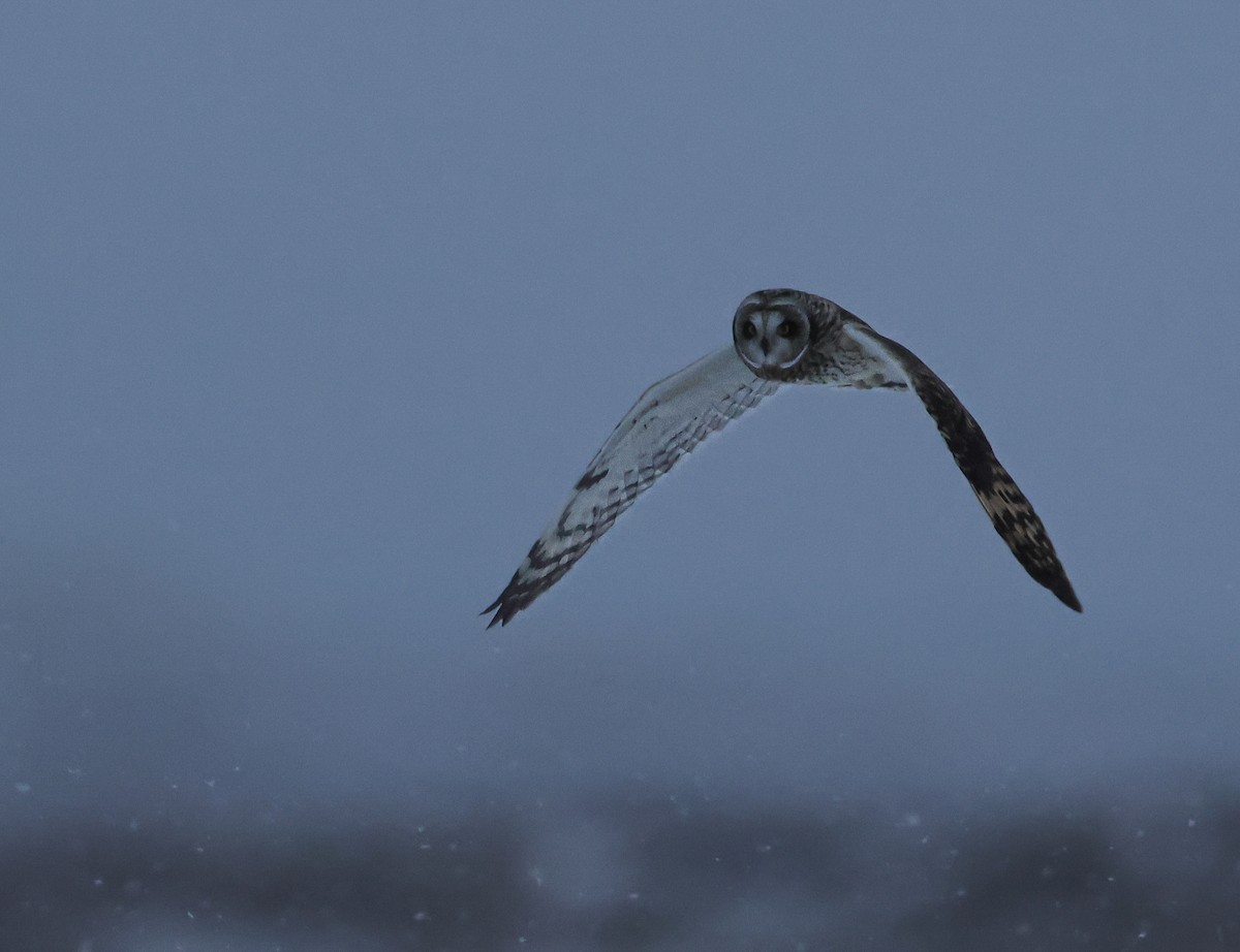 Búho Campestre - ML646721601