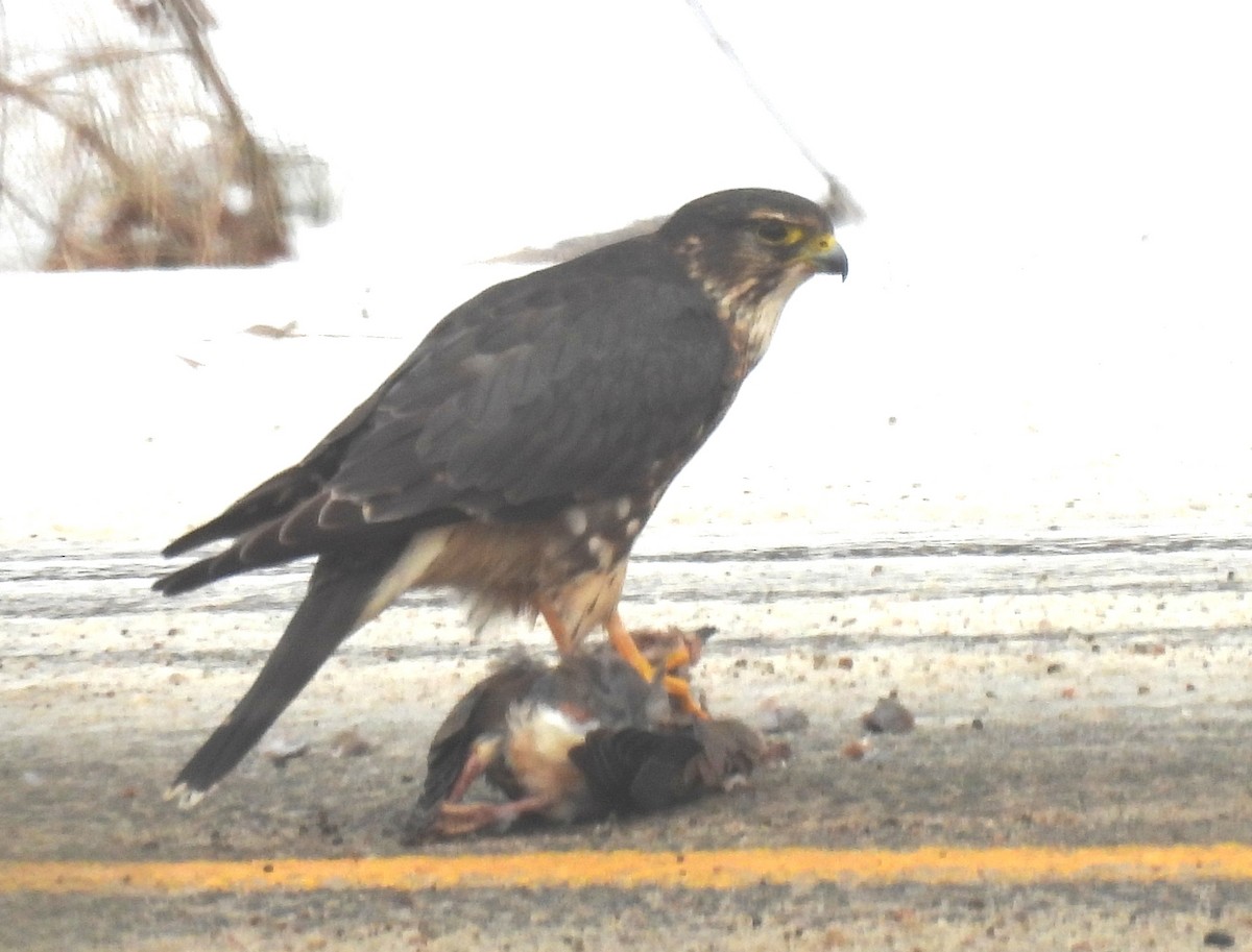 Esmerejón - ML646721602