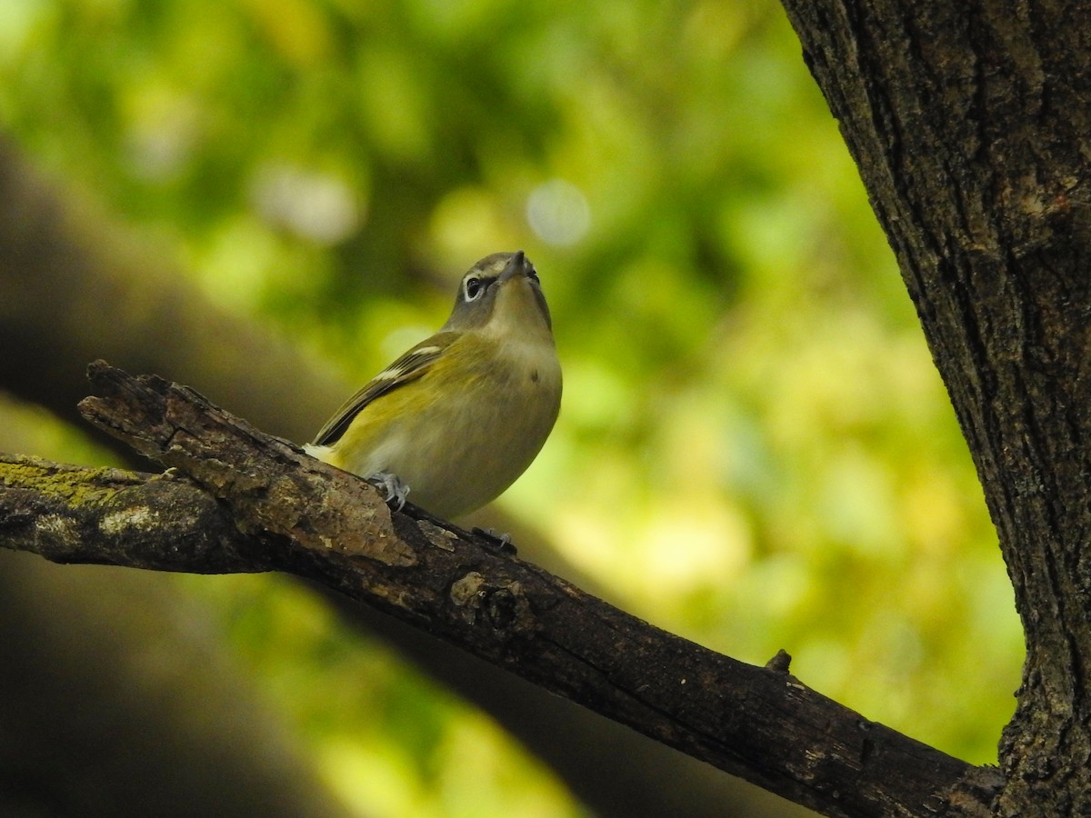 Vireo Solitario - ML646721603