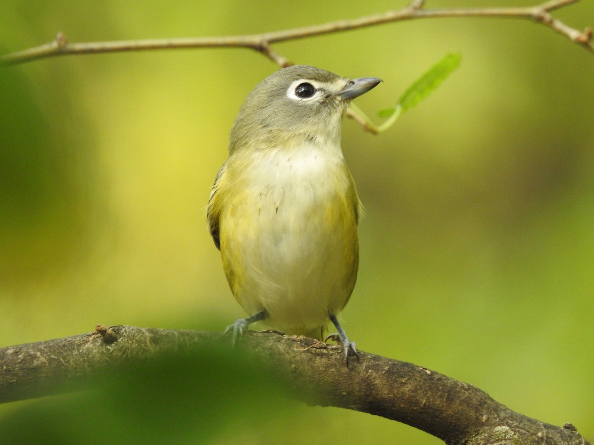Vireo Solitario - ML646721604